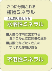 ２つに分類される植物ミネラル 1.主に取り扱われる水溶性ミネラル ■人間の体内に含まれる
　ミネラルとほぼ同様の成分
■抗酸化などたくさんの
　すぐれた作用がある 2.不溶性ミネラル