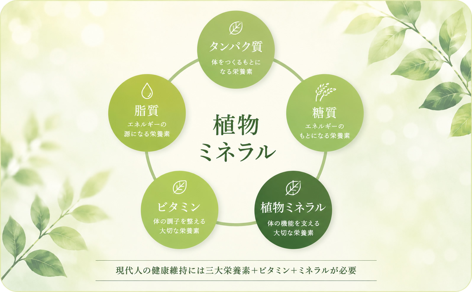 ミネラルに着眼する理由